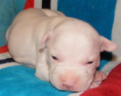 Puppies in AL